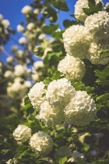 Snowball Bush flowers