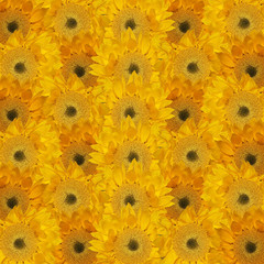 Beautiful floral background with sunflower 