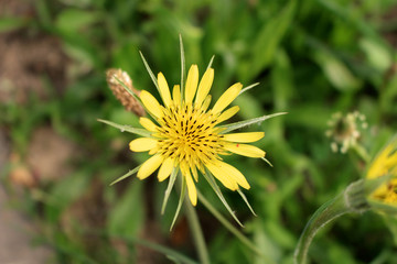 Tragopogon dubius western goat's-beard, wild oysterplant, yellow goat's beard, goat's beard, goatsbeard,is the origin a to southern and central Europe and western Asia .