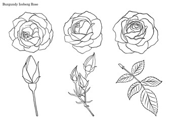 Rose vector set by hand drawing.Beautiful flower on white background.Rose art highly detailed in line art style.Burgundy iceberg rose for wallpaper
