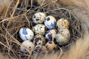 Quail eggs lie in the nest