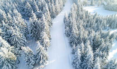 Fototapeta premium aerial view of forest covered with snow ,bird's eye view