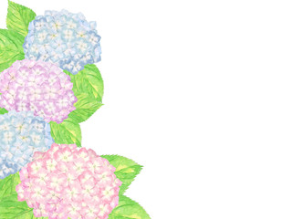 Obraz premium あじさい 水彩