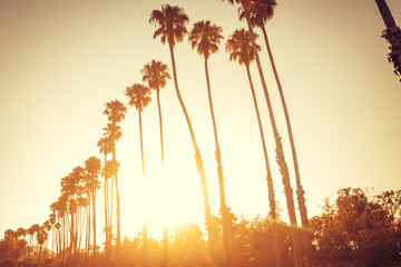 Palm trees in sunset in Santa Barbara