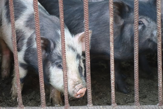 Pigs in an iron cage