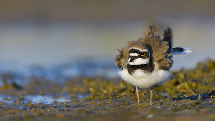 Little ringed plover (Charadrius dubius)