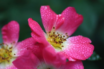 Fototapeta premium pink rose flower close up