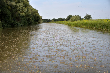 Large number of Long-tailed Mayflies emerging on the water surface