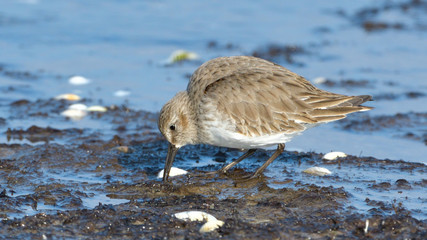 Curlew sandpiper (Calidris ferruginea)