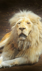 Naklejka premium Closeup portrait of a big and old lion sitting on the floor