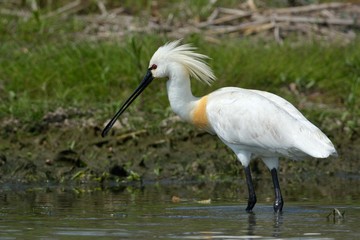Eurasian Spoonbill (Platalea leucorodia)