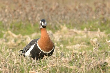 Red Breasted Goose (Branta ruficollis)
