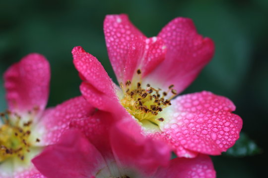 pink rose flower close up - Powered by Adobe