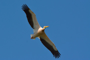 White Pelican (Pelecanus onocrotalus)