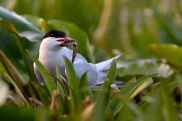 Common tern (Sterna hirundo)