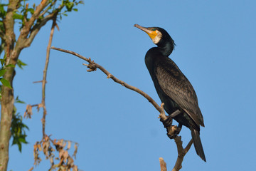 Great cormorant (Phalacrocorax carbo)