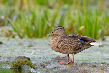 Mallard Duck (Anas platyrhynchos)