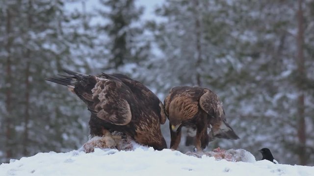 Two golden eagles eating an icy carcass of a deer