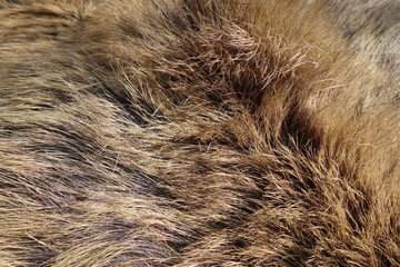 Boar fur texture, wildlife animal, close up