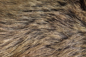 Boar fur texture, wildlife animal, close up