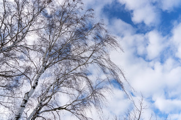 Leafless birch in winter in front of blue sky with beautiful clouds