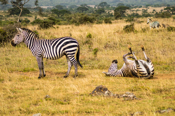 Three Zebras with one rolling on the ground to scratch in the savannah of Nairobi Park in Kenya