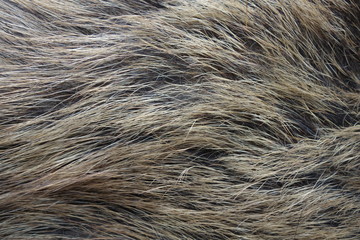 Fototapeta premium Boar fur texture, wildlife animal, close up
