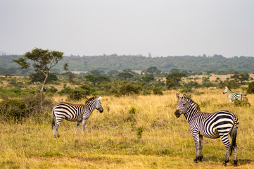 Three Zebras, one with the right look in the savannah of Nairobi Park in Kenya