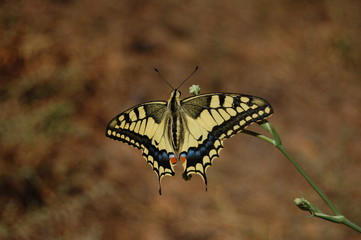 Papilio machaon