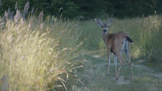 Wide shot of a deer in a meadow.