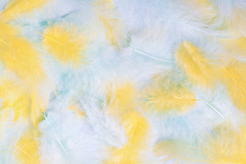 Fototapeta na wymiar Colorful feathers background. Fashion pastel style.