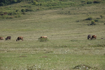 Fototapeta na wymiar Cows graze the grass. Transcarpathia