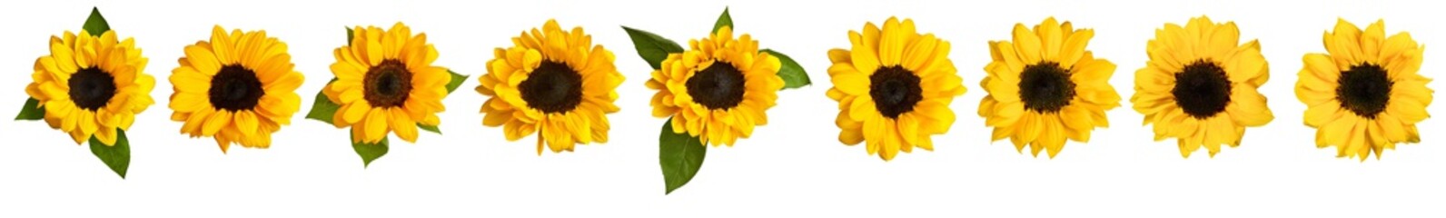 Obraz premium Set of photos of shiny yellow sunflowers, isolated on white