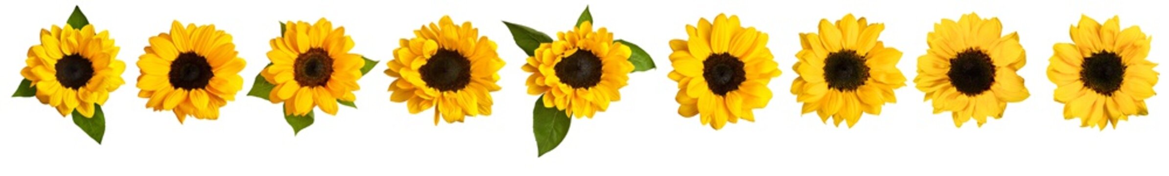 Set of photos of shiny yellow sunflowers, isolated on white