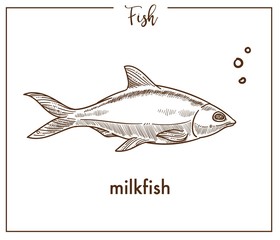 Milkfish sketch fish vector icon of chanos