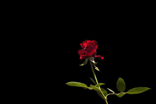 red rose flower on black background