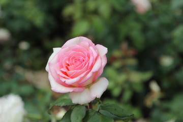Rose flower