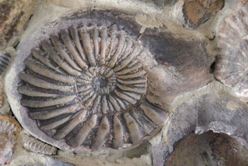 Ammonite Fossil