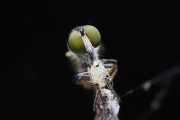 Super macro Robber fly with prey perching on treetop