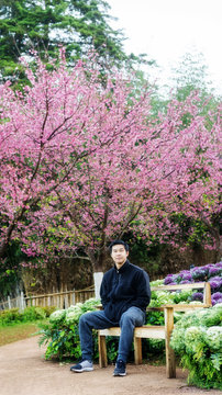 Man sitting in the cherry blossom garden at Royal Agricultural Station Angkhang.