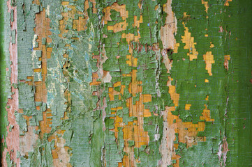 A large textured background the old yellow board is covered with green paint. Exfoliating green paint in large pieces missing on the wooden coating. The concept of ruin and vintage antiquity