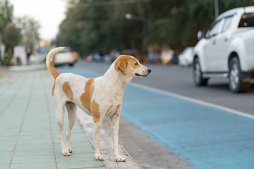 Dog is waiting for the owner on the roadside