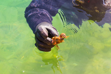 Diver in the water getting out with a shrimp in his hand.
