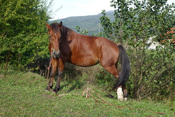 Obraz premium The Carpathian horse. Mountains of the Carpathians. Transcarpathia