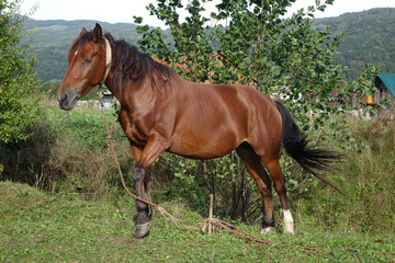 Fototapeta premium The Carpathian horse. Mountains of the Carpathians. Transcarpathia