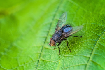 Blue meat fly insect on the green leaf in nature close-up. Blue bottle fly. Wildlife with selective focus.