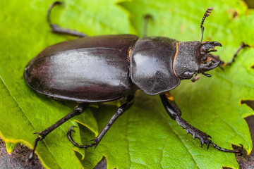Female stag beetle on the green leaves close-up. Big insect in the wildlife. Limited depth of field.