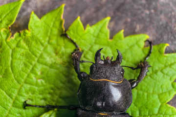 Head with mandibles of female stag beetle on the green leaves. Big insect in the wildlife with view...