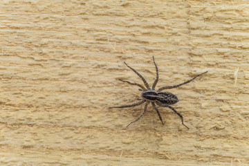Fiddleback spider, Violin spider or Brown hermit spider (Loxosceles reclusa). Poisonous arthropod...