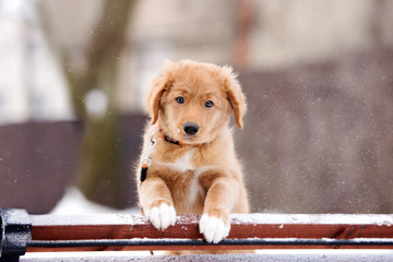 adorable toller puppy portrait outdoors in winter
